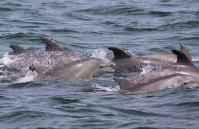 Dolphin Watching Ocean Cruise Adventure