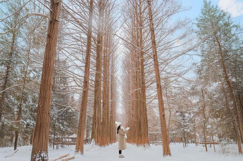 Namiseom, Chuncheon-si - Book Tickets & Tours - 2026 (Verified Reviews)