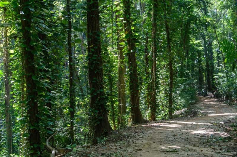 Udawatta Kele Sanctuary forest reserve Kandy Sri Lanka jungle birding walking trails Royal Forest temple wildlife