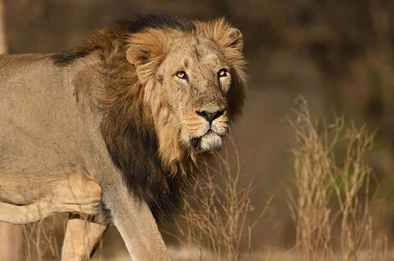 Gir-Nationalpark, Gujarat, Bezirk Junagadh – Tickets & Touren buchen – 2026 (verifizierte Bewertungen)