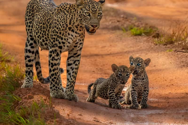 Sri Lankan leopard in its natural habitat