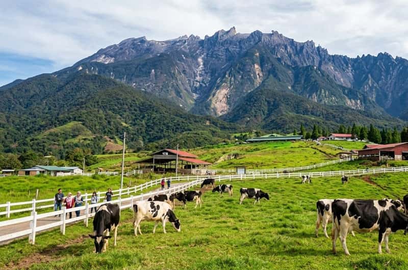 The BEST Things to Do in Kundasang - Top Activities in 2026 | GetYourGuide