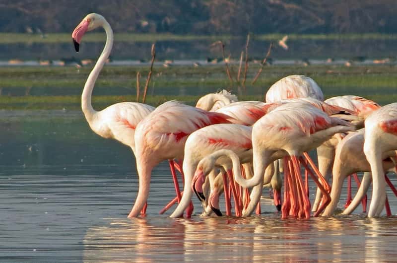 Bundala National Park flamingos UNESCO biosphere reserve Sri Lanka