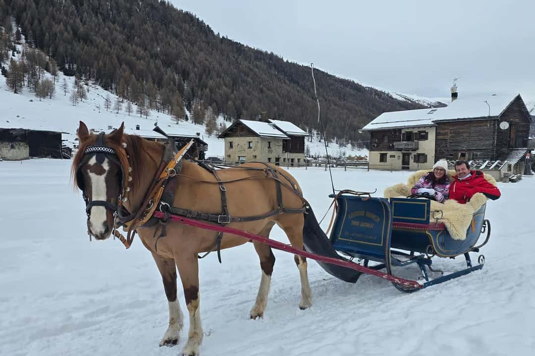 Hest og slæde med tæpper