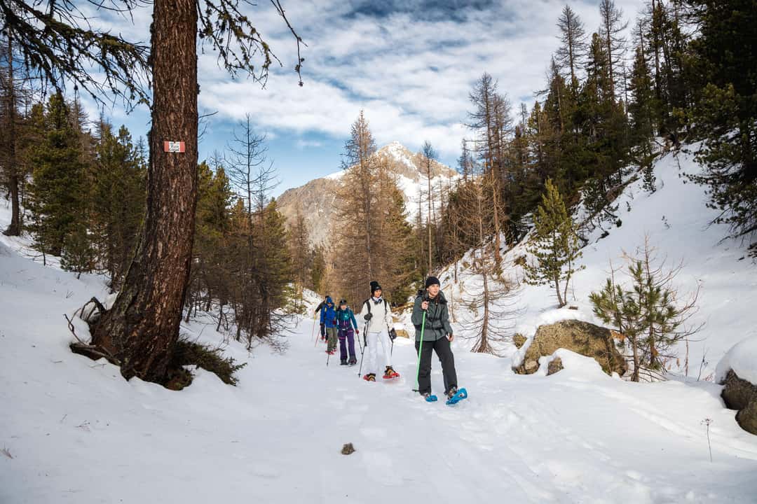 Truger i den snødekte skogen, bilde 2
