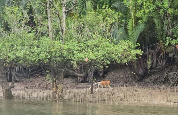 Vida selvagem do manguezal e vagalumes em Kuching - 2026 (Avaliações ...