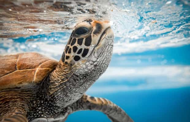 Tonga Turtle Private Rarotonga Turtle Tour - 2026 (Verified Reviews)