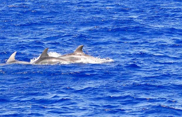 Delfinbeobachtung im Süden von Mallorca