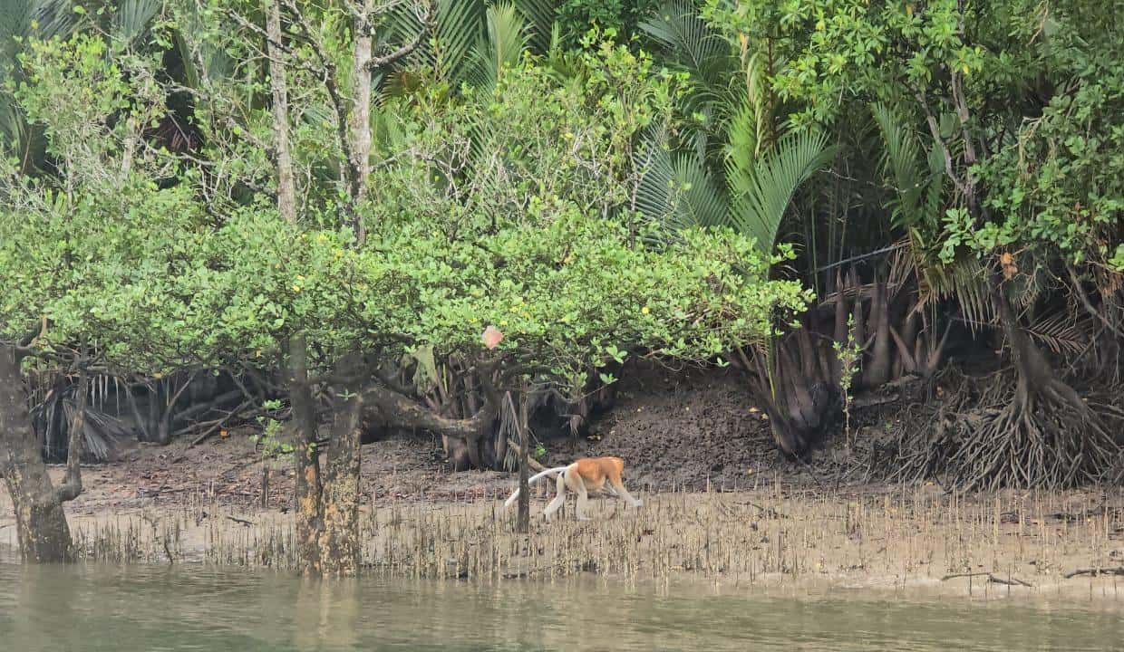 Vida selvagem do manguezal e vagalumes em Kuching - 2026 (Avaliações ...