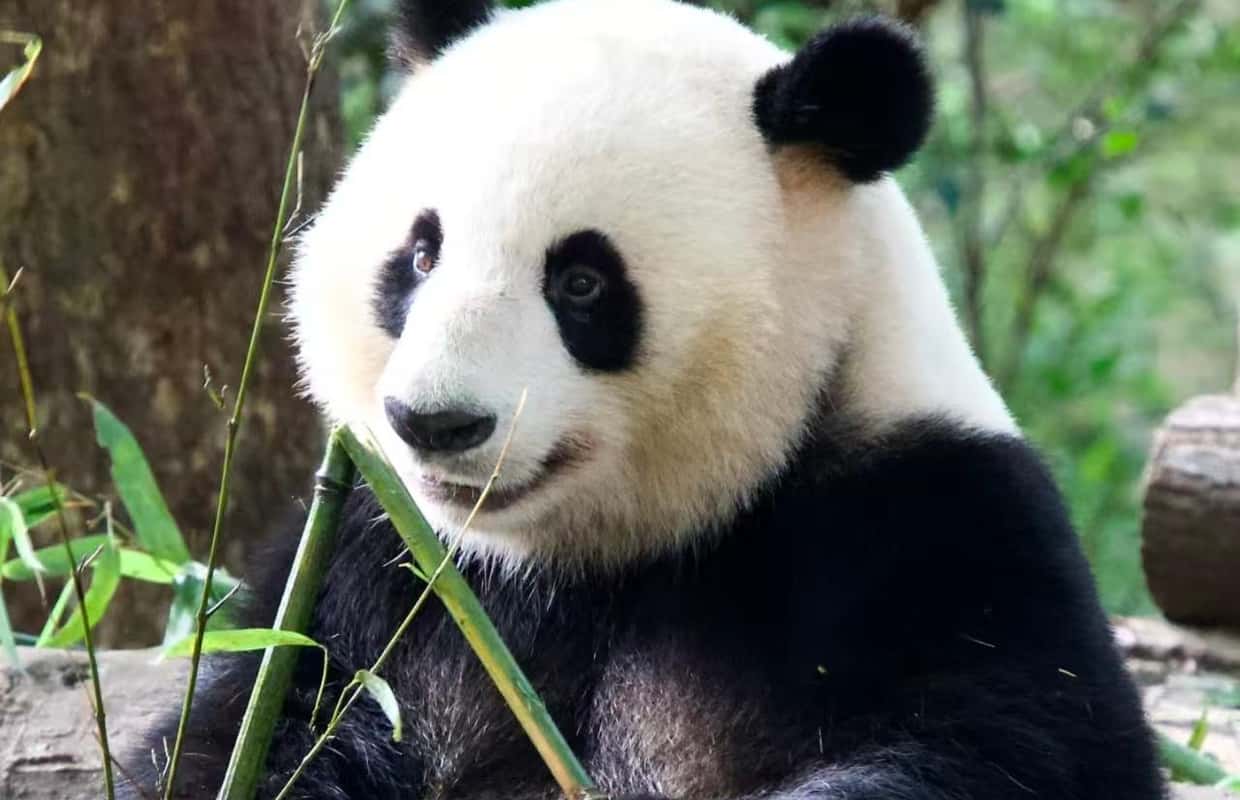 Chengdu: Research Base of Giant Panda Breeding - 2026 (Verified Reviews)
