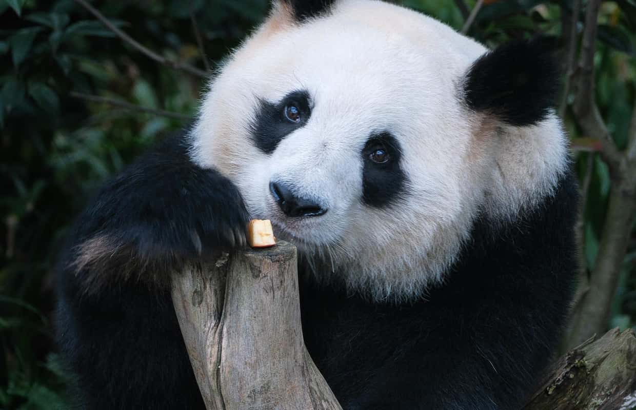 Chengdu:Research Base of Giant Panda Breeding ticket - 2026 (Verified ...
