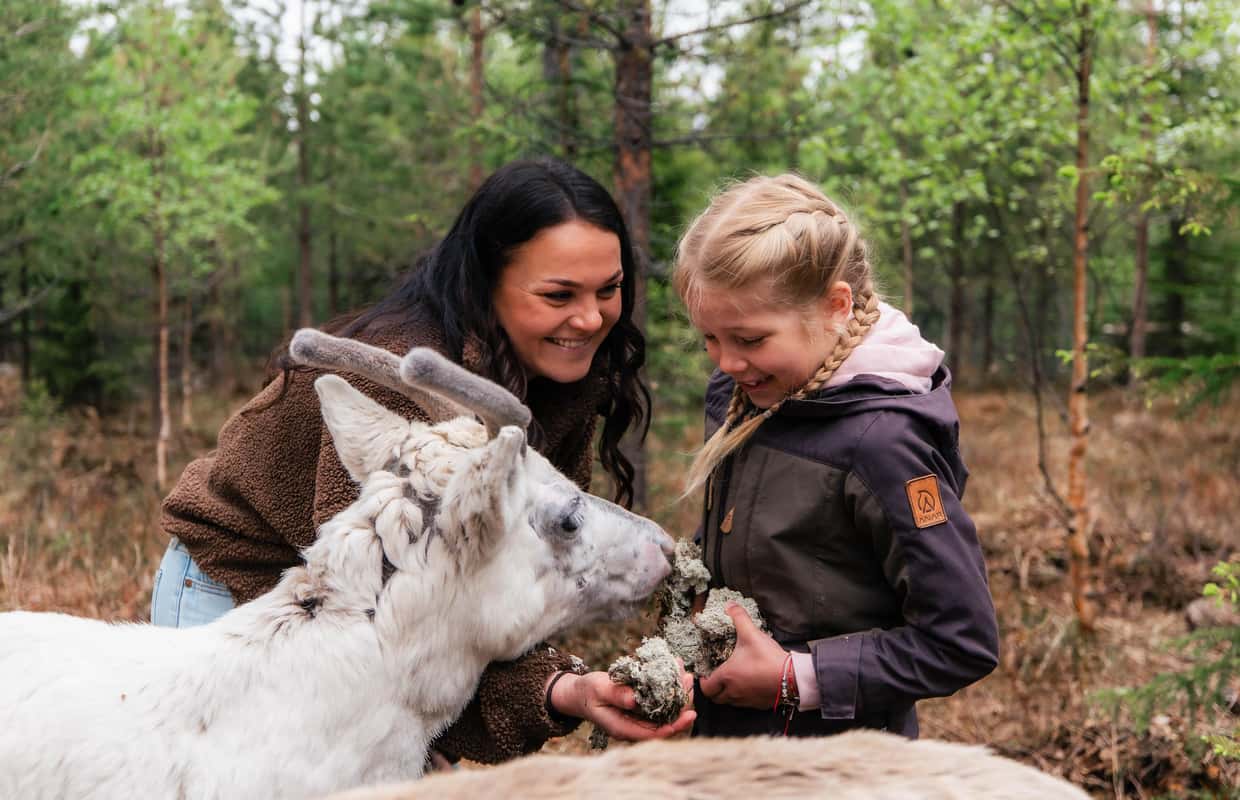 Reindeer Riders Rovaniemi: Taava Reindeer Farm Visit & Sleigh Ride - 2026 (Verified ...