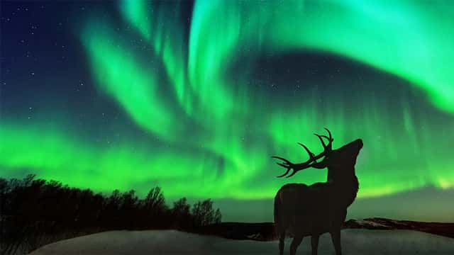 Tromsø: i migliori tour ed escursioni nel 2026 - Cancellazione gratuita ...