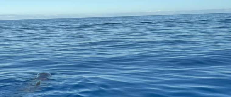 Dolphin fin in open blue sea