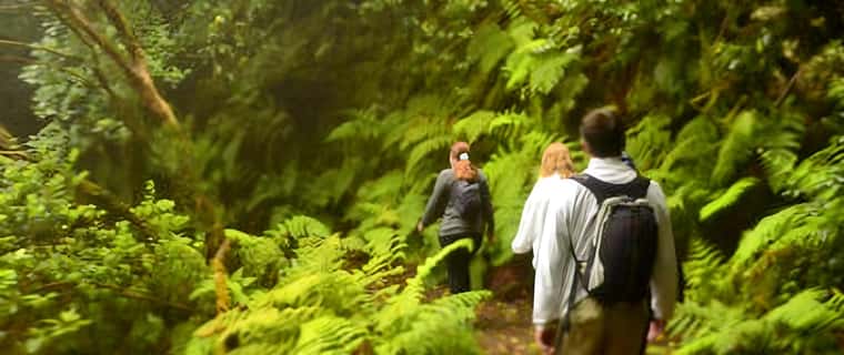 Two hikers in laurel forest