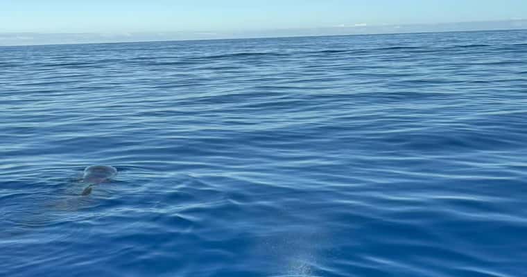 Dolphin fin in open blue sea