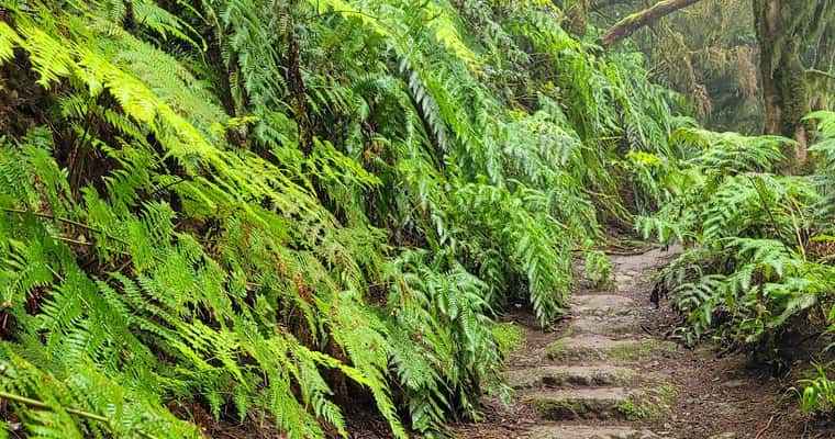 Stone steps in fern forest