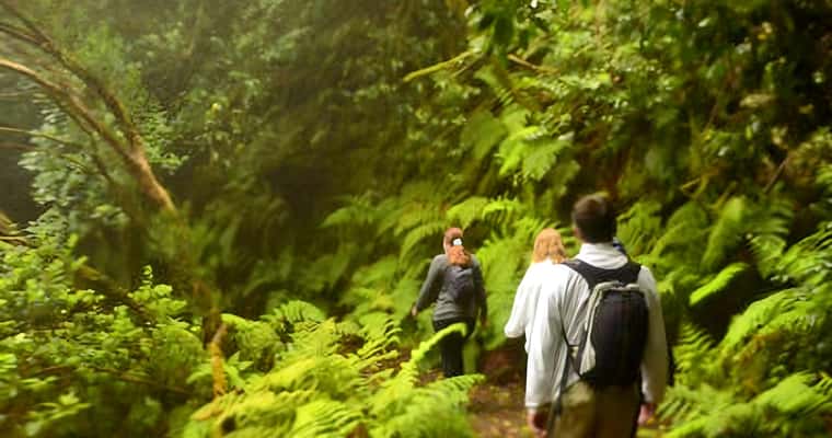 Two hikers in laurel forest