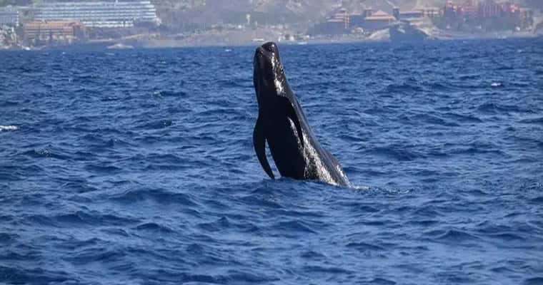 Whale tail in the sea