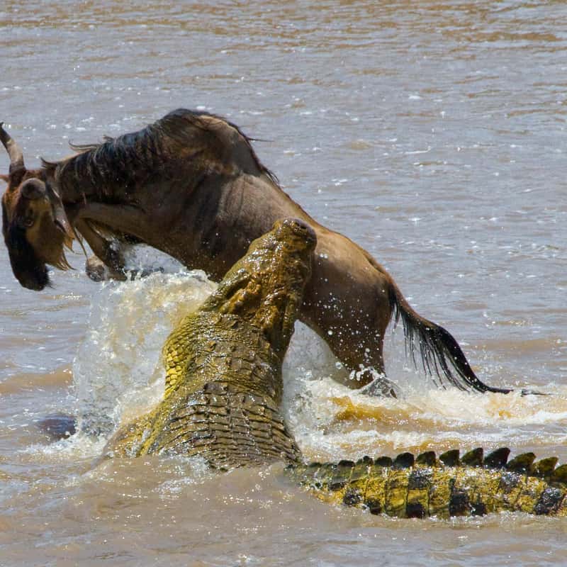 masai mara safari krokodil am flussübergang