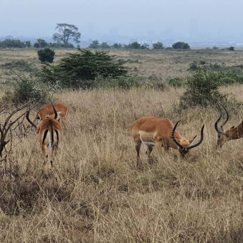 impalas in der savanne masai mara safari