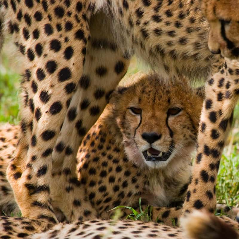 geparden auf masai mara safari