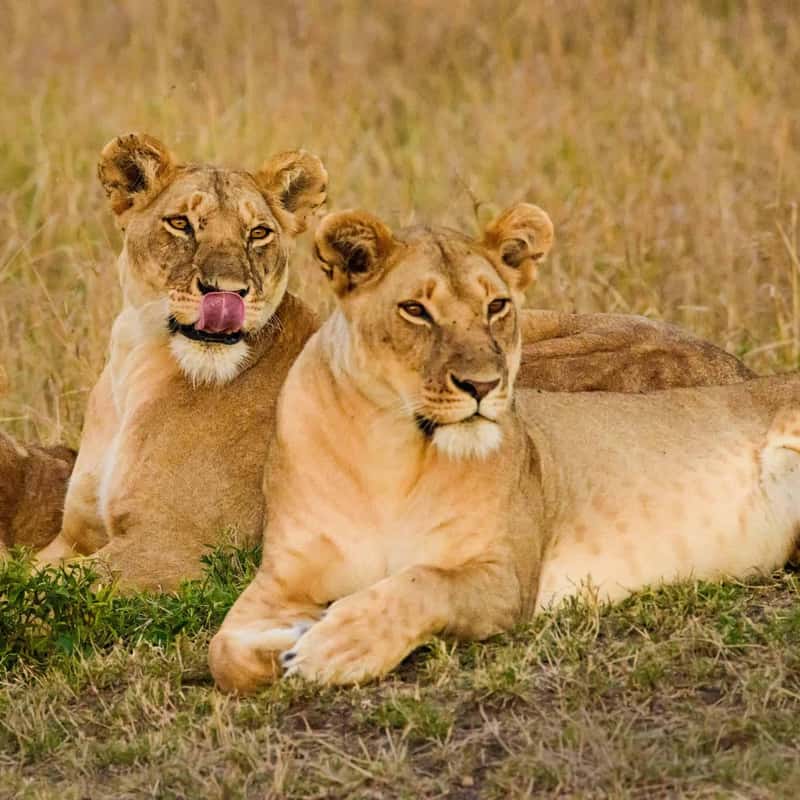 löwen masai mara safari pirschfahrt