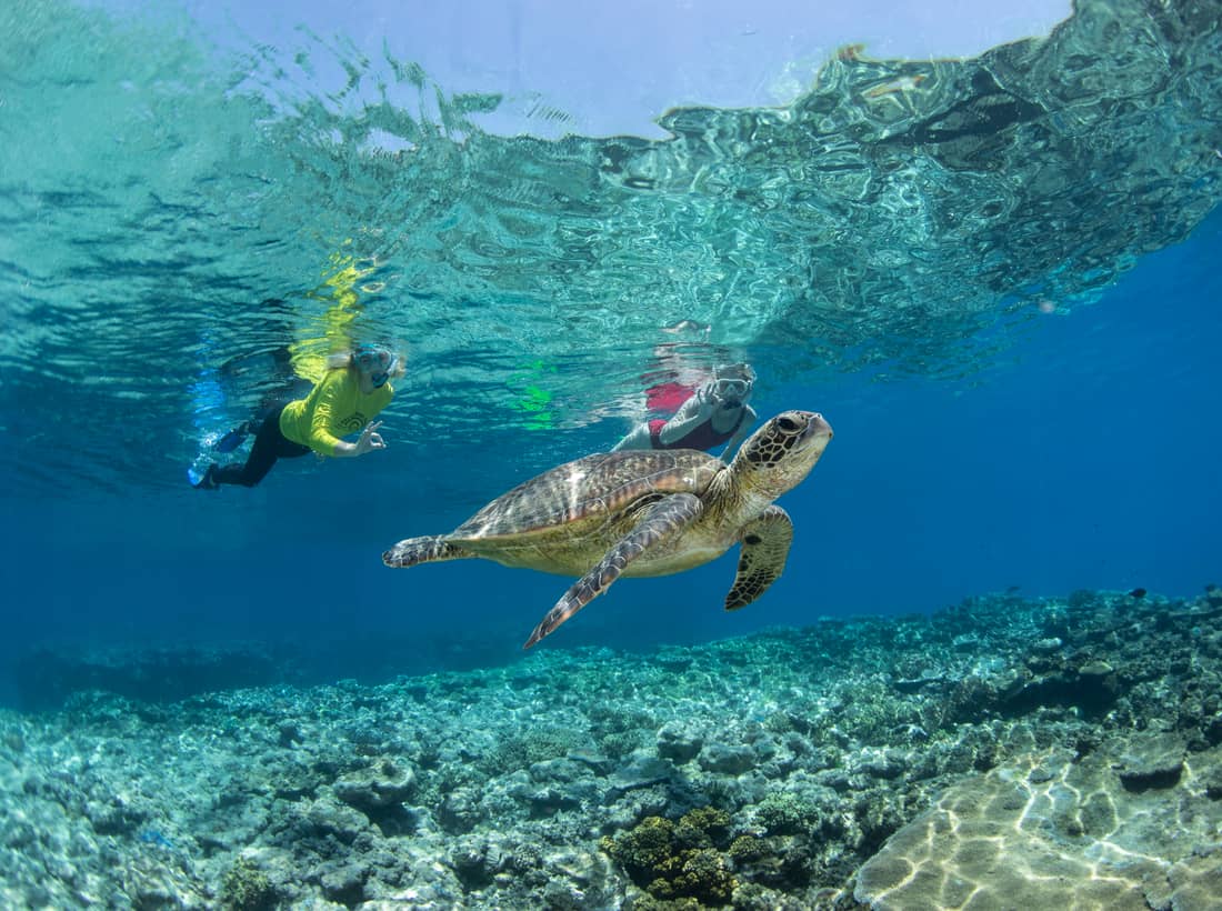 Two snorkellers above a giant clam