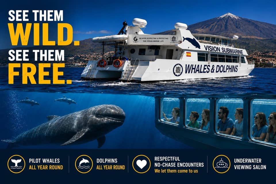 Respectful whale-watching catamaran with no chasing