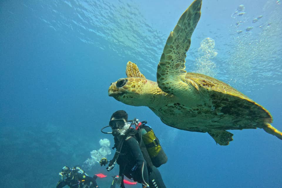 Beginner scuba dive in Adeje