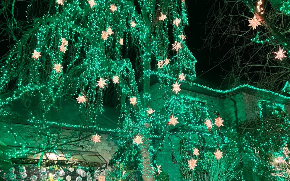 Weeping trees covered in green star lights