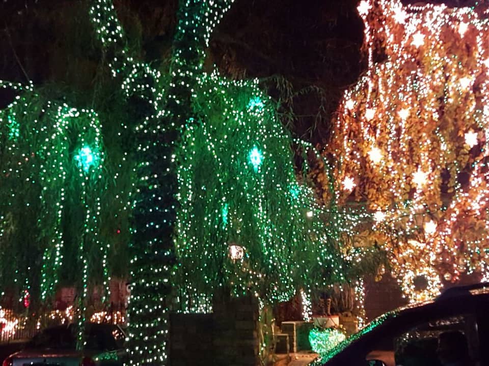 Weeping tree wrapped in green lights