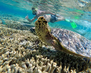 Lady Musgrave from 1770 — Southern reef