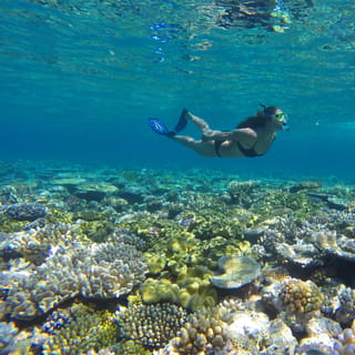 Agincourt snorkel & dive — Port Douglas