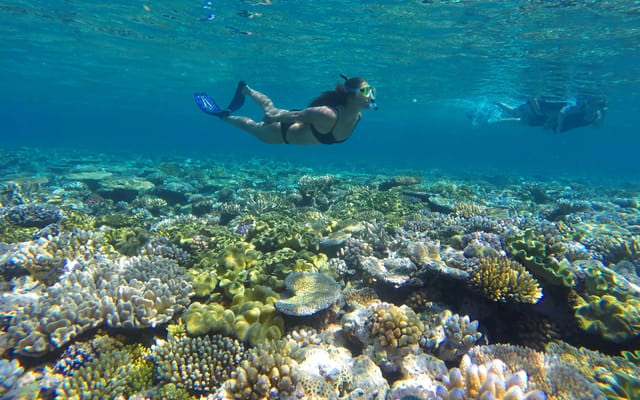 Agincourt snorkel & dive — Port Douglas