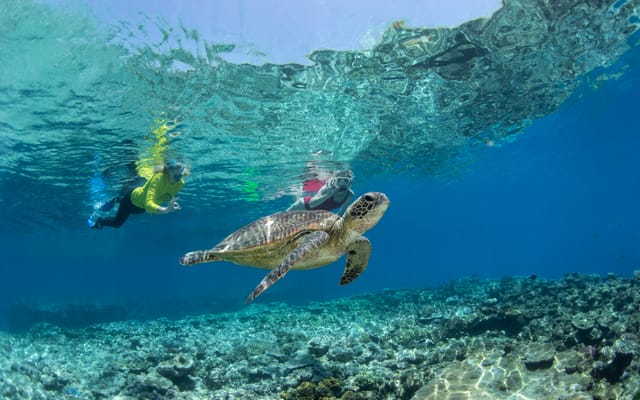 Silverswift 3-site cruise — Cairns