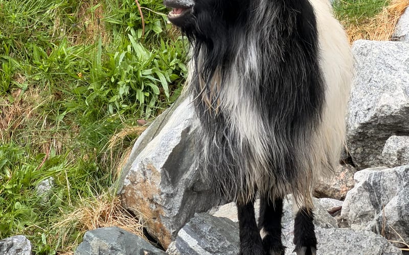 Lysefjord & Preikestolen cruise — GetYourGuide gallery photo 3