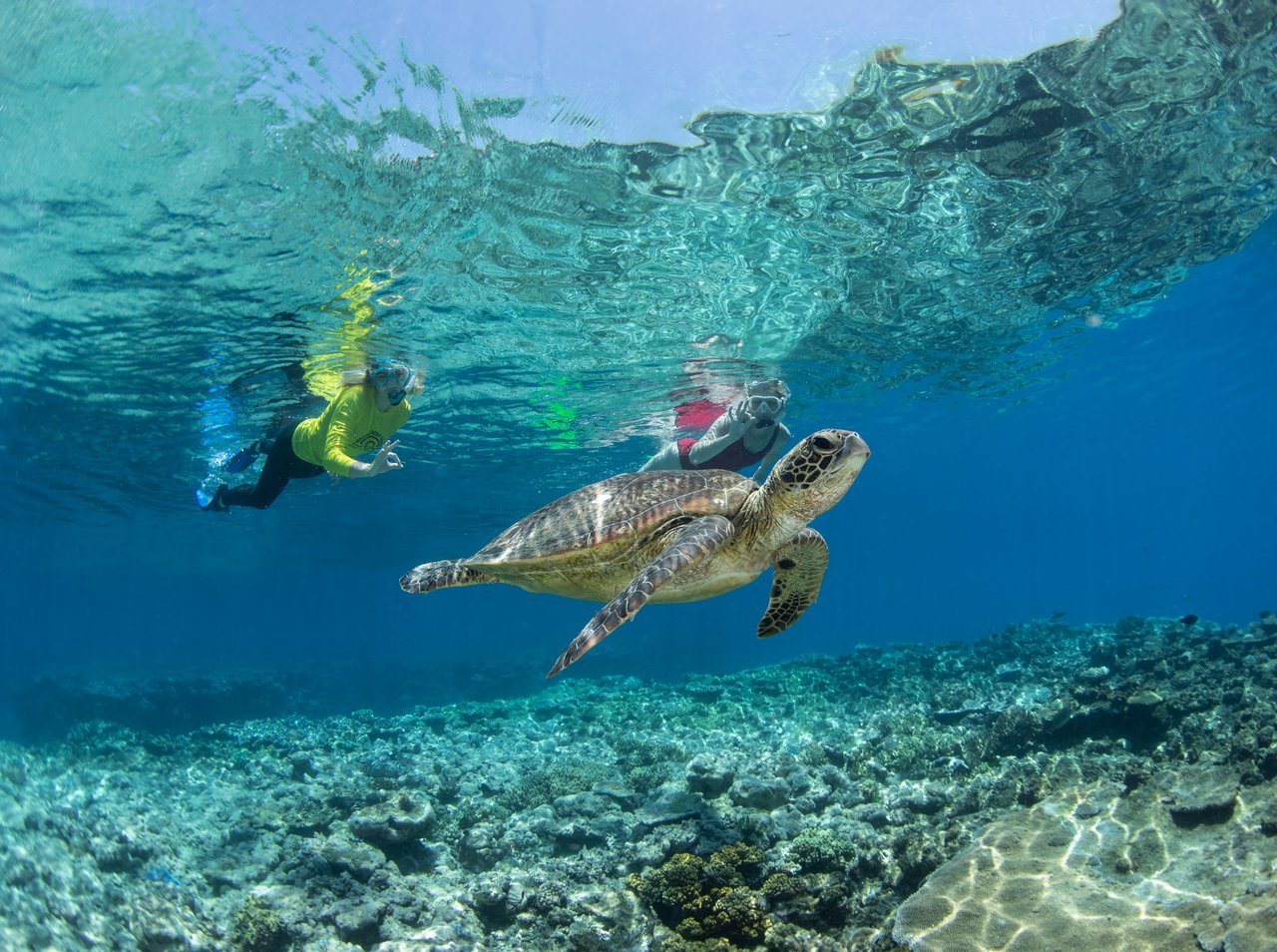 Two snorkellers above a giant clam