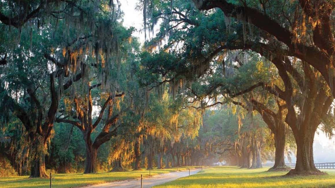 image n.3 of From Myrtle Beach: Charleston Day Trip, Boone Hall & Cruise activity in Mount Pleasant, uploaded by supplier