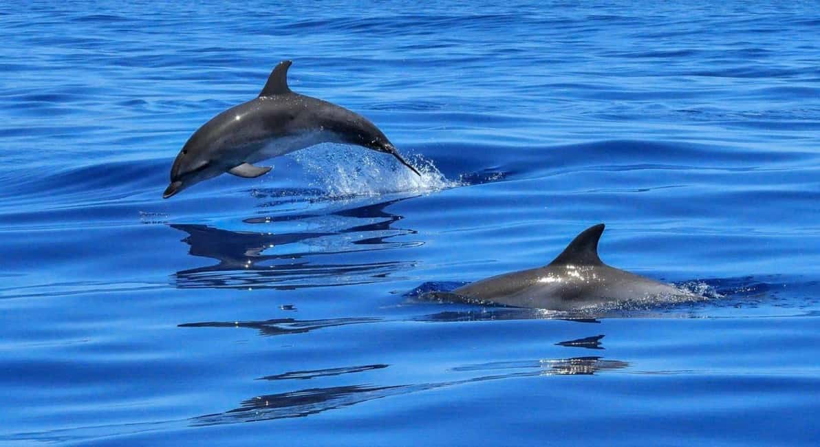 Immagine nº 3 di Avvistamento dei delfini a Muscat e tour panoramico della costa attività a Mascate, caricata dal fornitore
