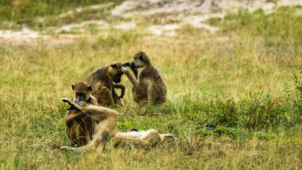 image n.39 of From Zanzibar: Day Selous Game Reserve Safari with Flights activity in Morogoro Region, uploaded by supplier