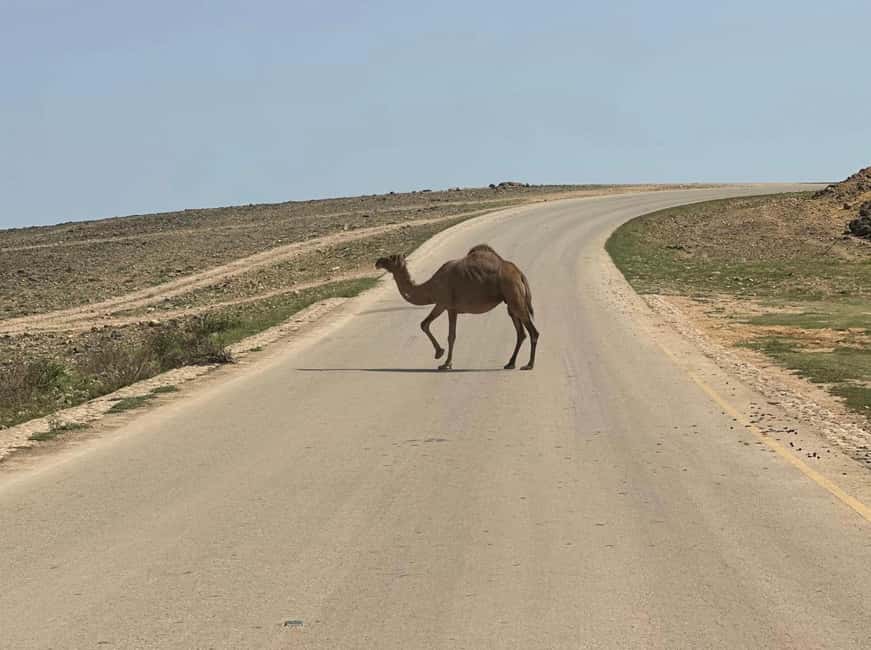 Immagine nº 26 di Avventura nel deserto di Wahiba , Nuoto nel Wadi Bani Khalid attività a Regione al-Sharqiyya, caricata dal fornitore