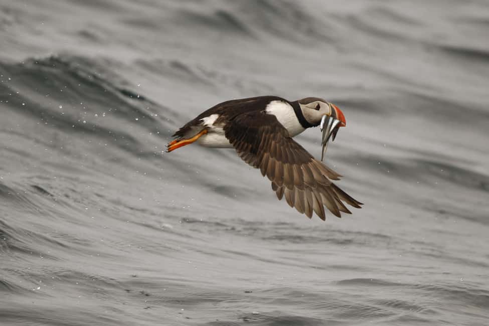 bild nr.7 av Reykjavik: RIB-båttur för val- och lunnefågelskådning aktivitet i Reykjavik, uppladdad av arrangören