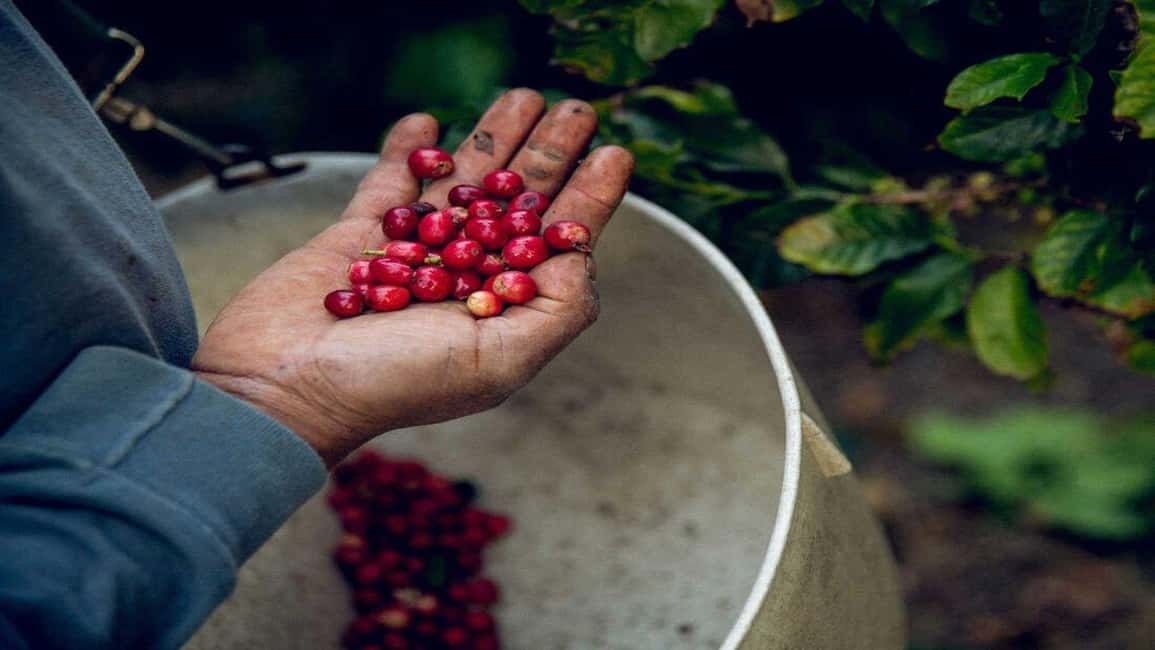 image n.52 of Coffee Farm Tour (Fairview) activity in Kiambu, uploaded by supplier