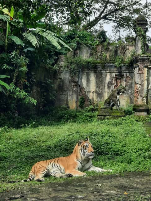 image n.2 of Jakarta : Taman Safari, Panda Palace, and Waterfall activity in Bogor, uploaded by supplier
