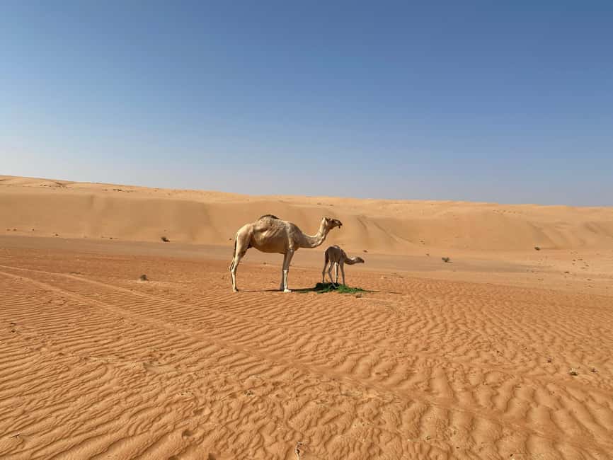 Immagine nº 1 di Da Muscat: Tramonto sulle sabbie di Wahiba con cena nel campo deserto attività a Regione al-Sharqiyya, caricata dal fornitore