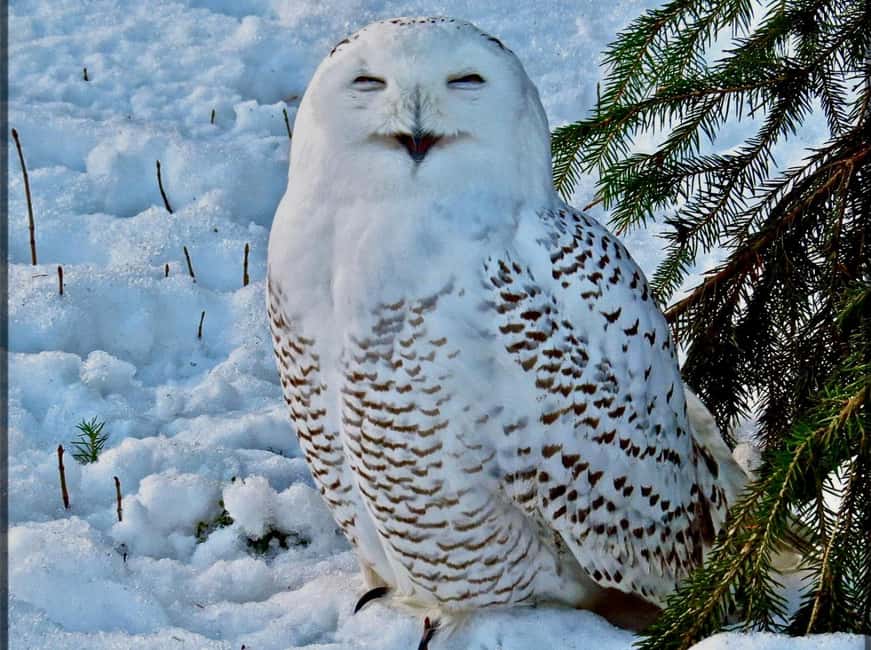 bild nr.1 av Rovaniemi: Ranua's Wildlife Park Biljett med transport aktivitet i Norra Österbotten, uppladdad av arrangören