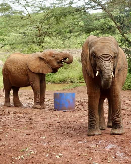image n.35 of Nairobi: Karen Blixen, Elephant Orphanage and Giraffe Center activity in Nairobi, uploaded by supplier
