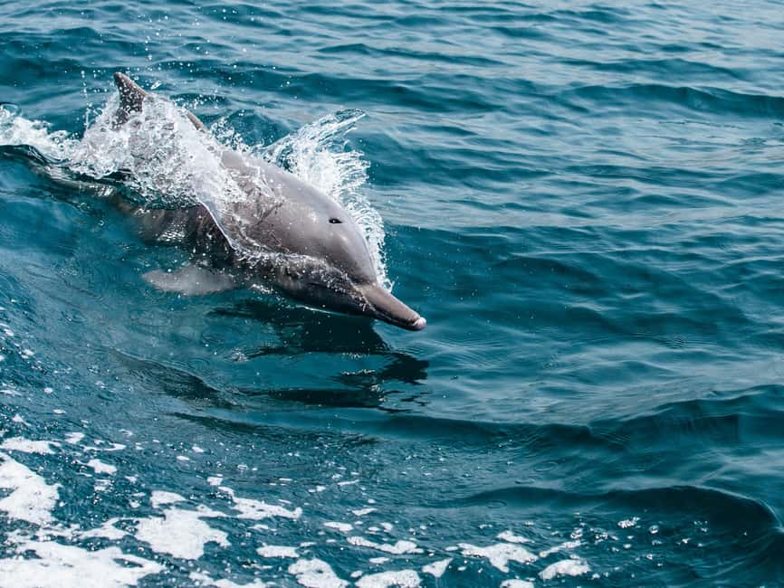 Immagine nº 4 di Da Muscat: escursione di un giorno alla scoperta dei delfini attività a Mascate, caricata dal fornitore