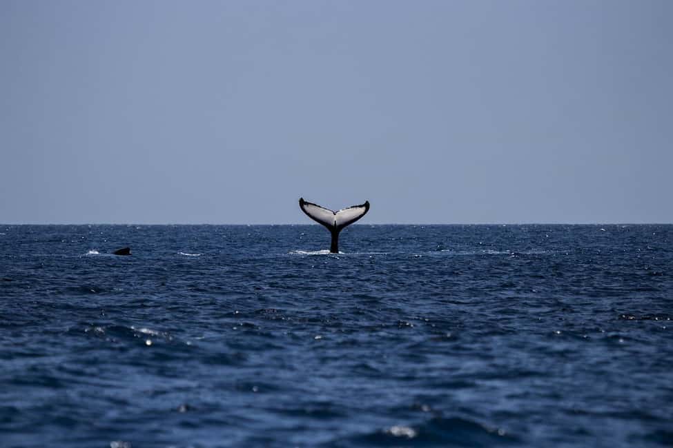 image n.5 of All Inclusive Mirissa Whale and Dolphin Watching Boat Ride activity in Mirissa, uploaded by supplier
